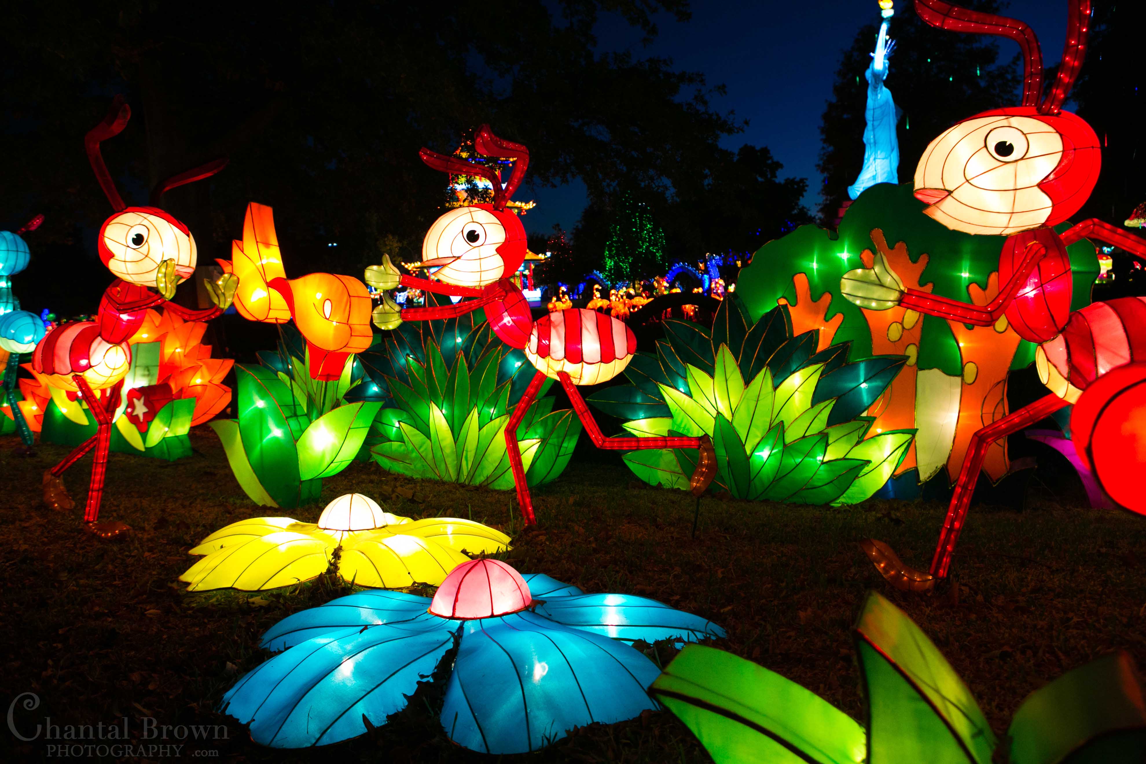 Gorgeous colorful lights of ants flowers at Chinese Lantern Festival in Dallas Fair Park Photographer